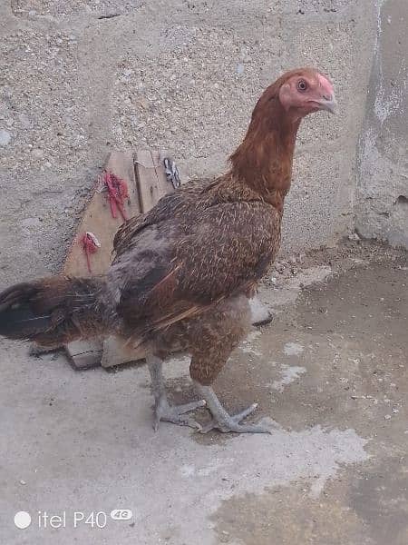 Aseel egg laying hen 1