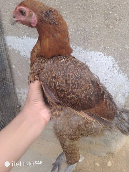 Aseel egg laying hen 0