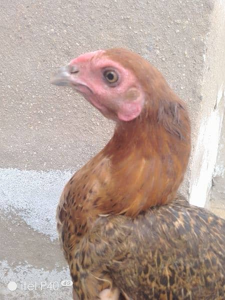 Aseel egg laying hen 6