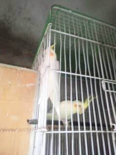 cockatiel