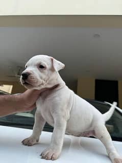 Dogo Argentino female pup 2 months old