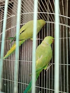 Ringneck pair for sale 16000