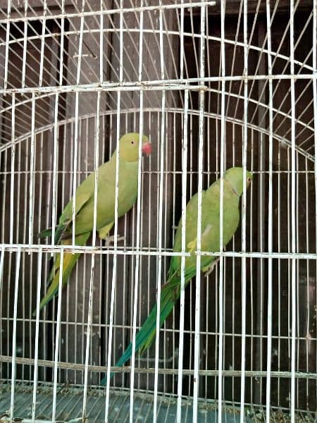 Ringneck pair for sale 16000 1