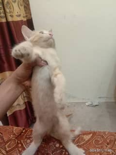 parsian kittens triple coat 0