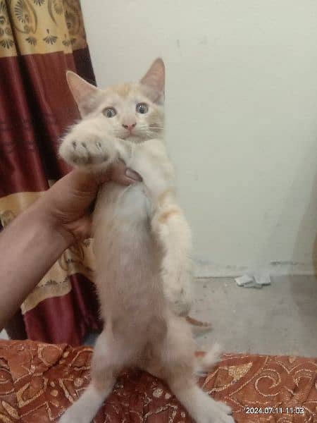 parsian kittens triple coat 2