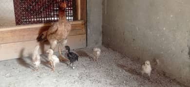 aseel hen with 4 chicks 0