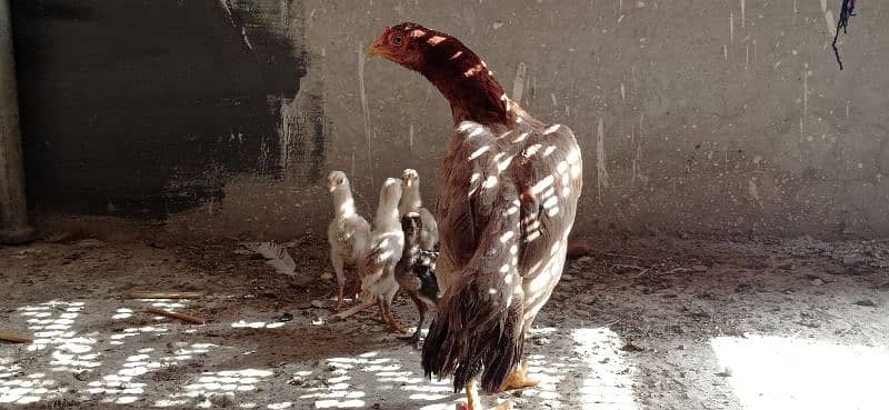 aseel hen with 4 chicks 1