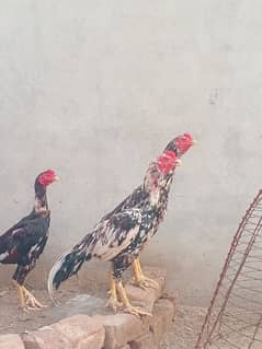 aseel Mian wali breed male pathy . or cage bi . for sale