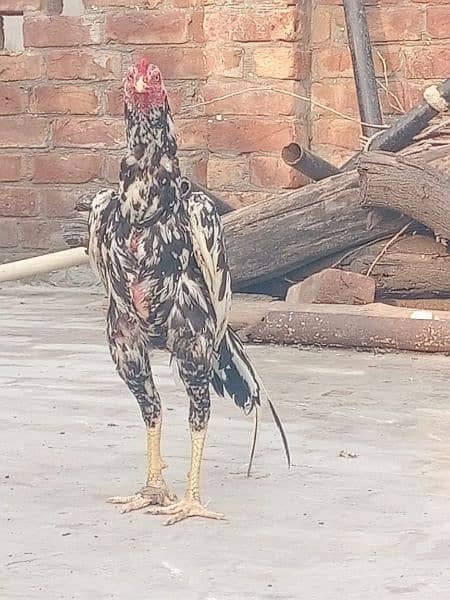 aseel Mian wali breed male pathy . or cage bi . for sale 1