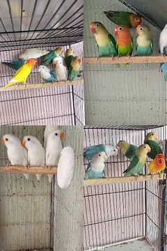 All Bird for sell urgent