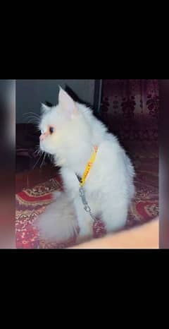 Persian cat