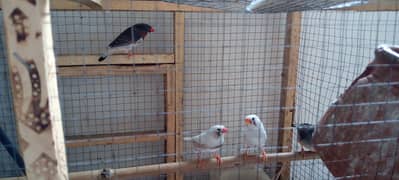 Healthy active finches for sale