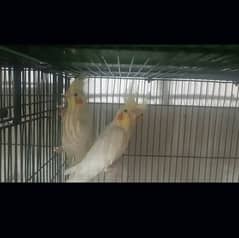 coman White cocktail breedar pair for sale red eyes ha 0