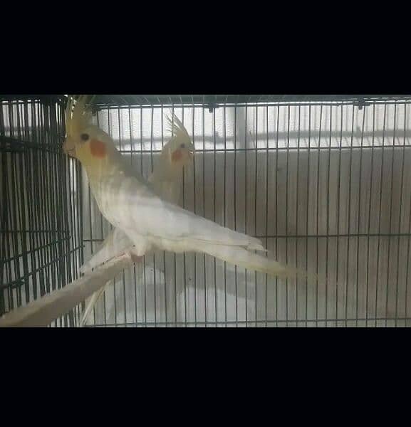 coman White cocktail breedar pair for sale red eyes ha 1