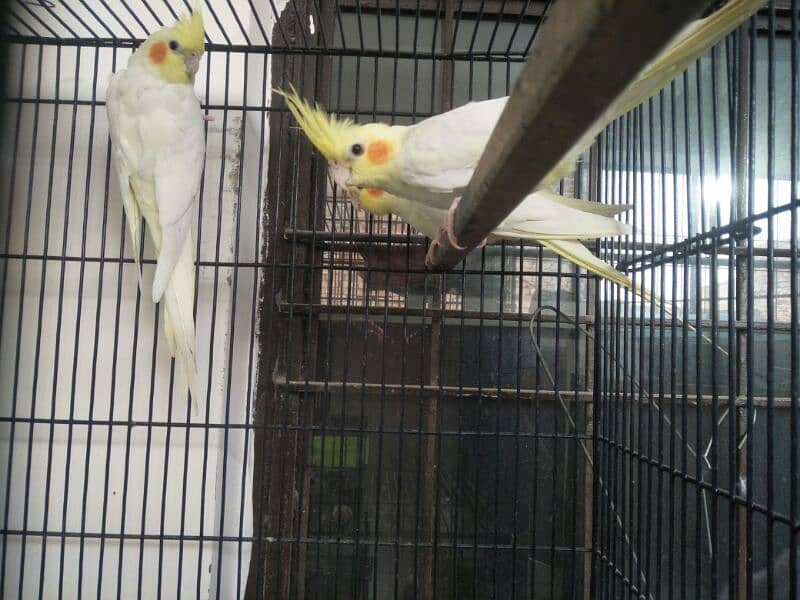 coman White cocktail breedar pair for sale red eyes ha 2