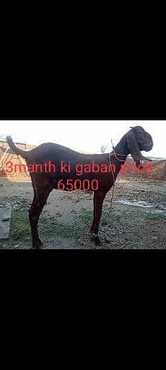 goats for sale /betal