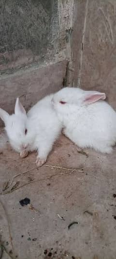 Rabbit Kid Pair For Sale