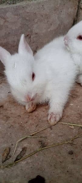 Rabbit Kid Pair For Sale 1