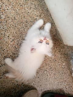 Persian  Kittens Male & Female