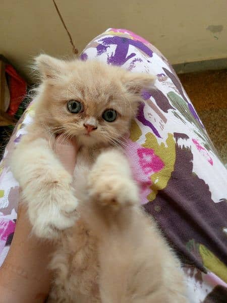 Persian  Kittens Male & Female 1
