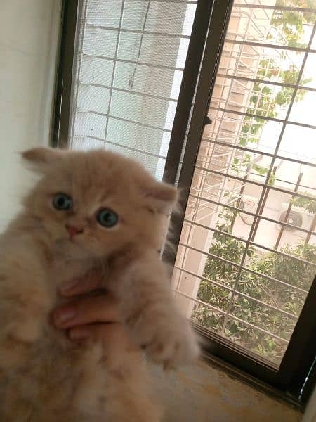 Persian  Kittens Male & Female 10