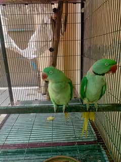 raw parrots breeding pairs 2(male),3(Female) with cages