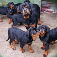 Pedigree rottweiler puppies available for sale