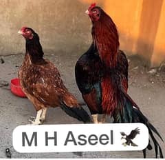 high quality amorha pair chicks age 4 months parents pic attached