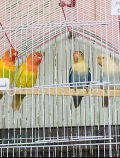 love bird pair 1 green online 1 parblue pair phn no:03094225425 rabta