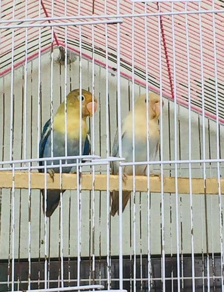 love bird pair 1 green online 1 parblue pair phn no:03094225425 rabta 1