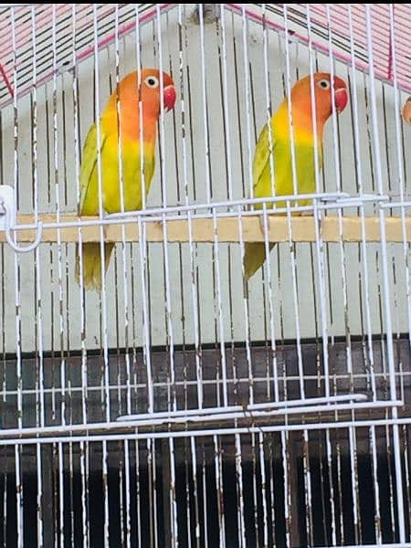 love bird pair 1 green online 1 parblue pair phn no:03094225425 rabta 2