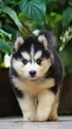 siberian husky puppies available for sale