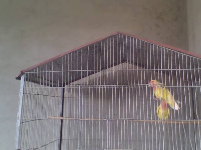 Lotino Parrot Pair urgent sale 1