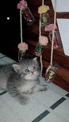 *cat for sale | pershian kitten | punch face kitten | triple coated*