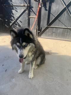 Zorro (THE SIBERIAN HUSKY)is looking for a new home