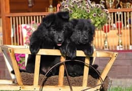 Black German shepherd puppies available for sale