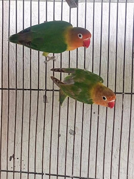 love bird breeder pair 0