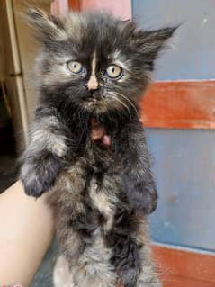 Persian triple coat kitten ( 03075615686)