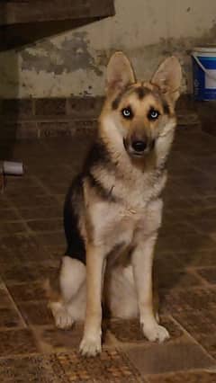 German Shepherd x Husky Puppies (Shepsky)