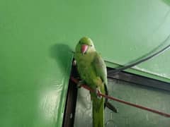 green parrot urgent for sale
