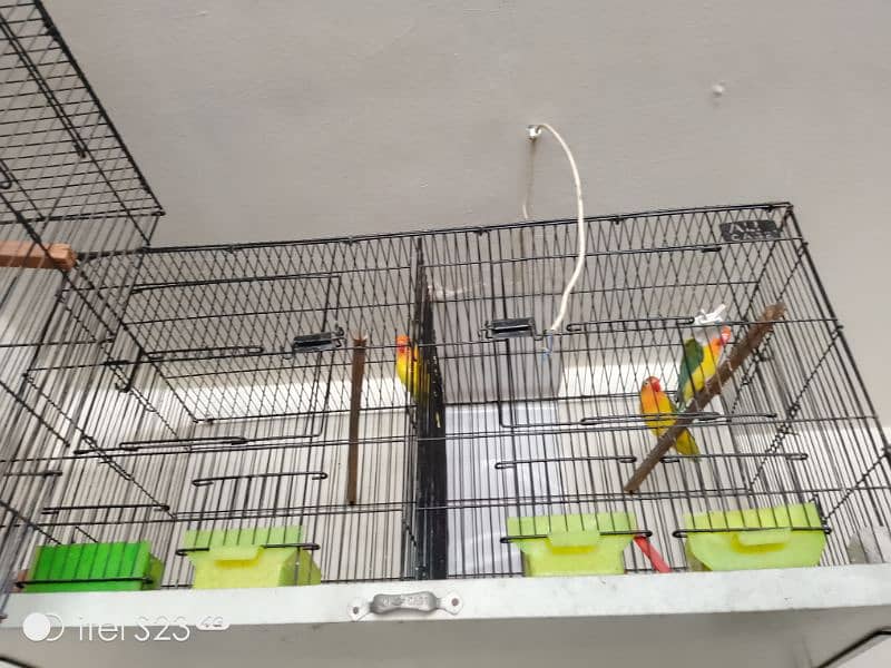For sale love bird and cage 3