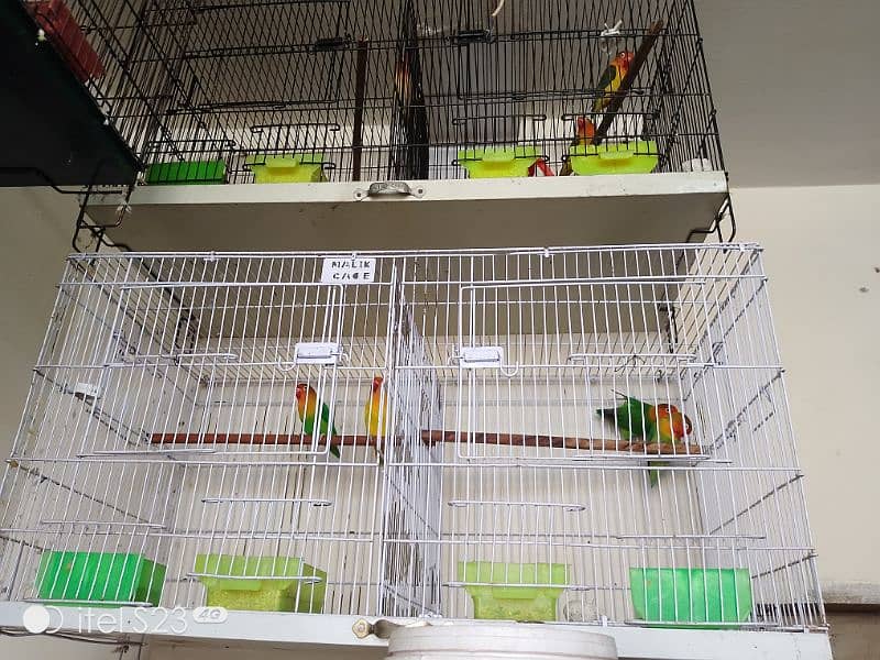 For sale love bird and cage 4