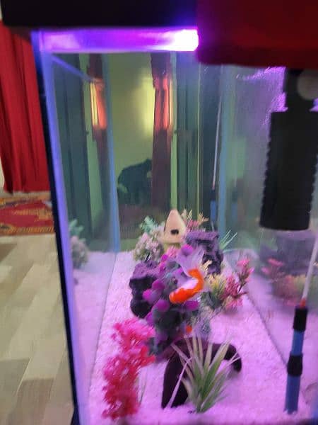 Aquarium 3 feet 8x8 thick glass 10