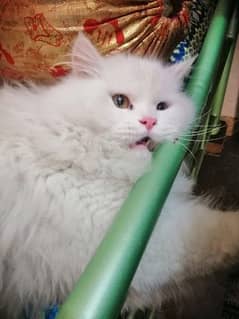 urgent sale for persian cat 0