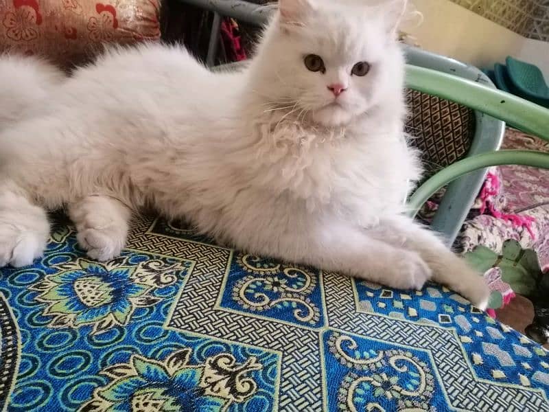 urgent sale for persian cat 1