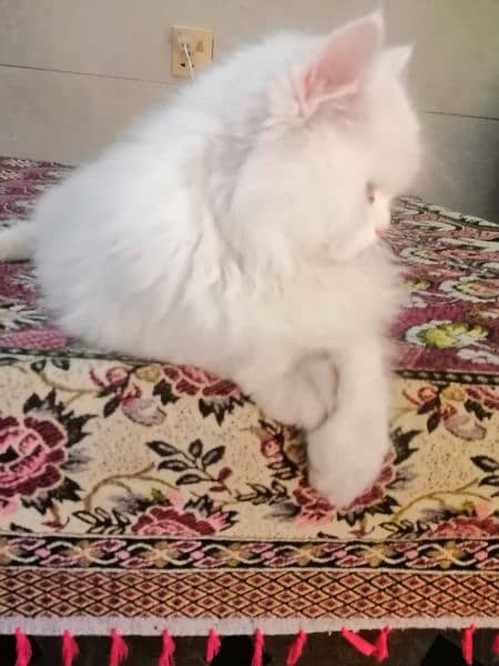 urgent sale for persian cat 3
