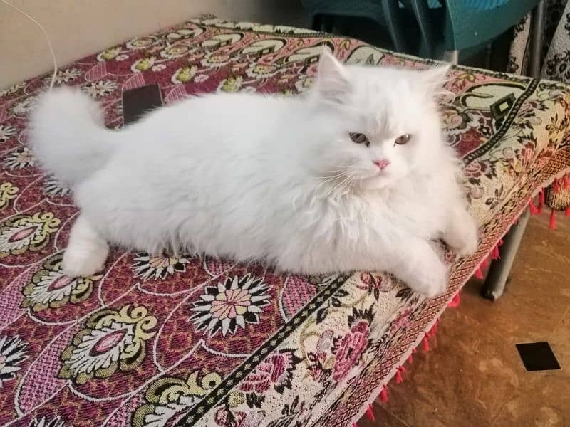 urgent sale for persian cat 5