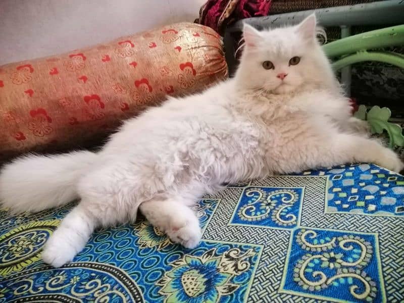 urgent sale for persian cat 7