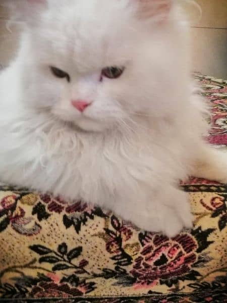 urgent sale for persian cat 8