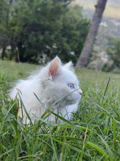 cute little persian cat